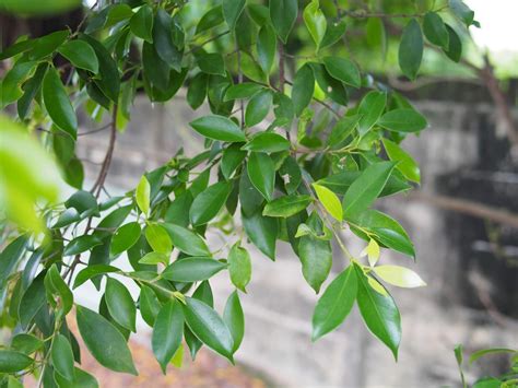 榕樹葉放紅包袋|避邪植物能去晦氣？3植物有效防卡陰，簡單3步驟教你。